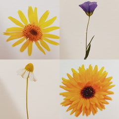 Modern Botany Oil